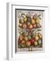 February, from 'Twelve Months of Fruits'-Pieter Casteels-Framed Giclee Print