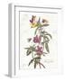 February Violet on White-Katie Pertiet-Framed Art Print