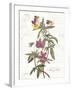 February Violet on White-Katie Pertiet-Framed Art Print