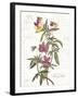 February Violet on White-Katie Pertiet-Framed Art Print