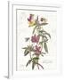 February Violet on White-Katie Pertiet-Framed Art Print