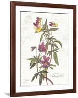 February Violet on White-Katie Pertiet-Framed Art Print