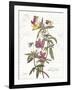 February Violet on White-Katie Pertiet-Framed Art Print