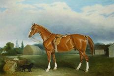 A Chestnut Hunter and a Spaniel by Farm Buildings-Federico Ballesio-Giclee Print