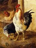 A Cockerel and Chickens in a Farmyard-Federico Jimenez Fernandez-Framed Stretched Canvas