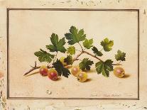 Red and White Currants, 1818-Fedor Petrovich Tolstoy-Mounted Giclee Print