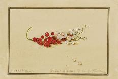 Red and White Currants, 1818-Fedor Petrovich Tolstoy-Giclee Print