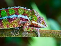 Green Chameleon on the Green Grass-Fedor Selivanov-Photographic Print