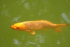 Decorative Carp or Koi-Fedorkin-Photographic Print