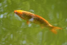 Decorative Carp or Koi-Fedorkin-Photographic Print