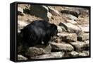 Canvas Black