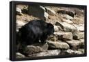 Essential Black