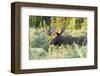 Feeding Bull Moose in Colorado-null-Framed Art Print