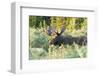 Feeding Bull Moose in Colorado-null-Framed Art Print