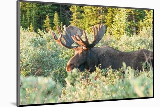 Feeding Bull Moose in Colorado-null-Mounted Art Print