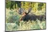 Feeding Bull Moose in Colorado-null-Mounted Art Print