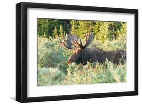 Feeding Bull Moose in Colorado-null-Framed Art Print