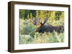 Feeding Bull Moose in Colorado-null-Framed Art Print