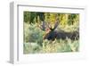 Feeding Bull Moose in Colorado-null-Framed Art Print