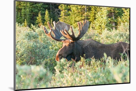 Feeding Bull Moose in Colorado-null-Mounted Art Print