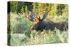 Feeding Bull Moose in Colorado-null-Stretched Canvas