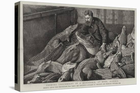 Feeding Crocodiles in a Menagerie, at Bone, Algeria-null-Stretched Canvas