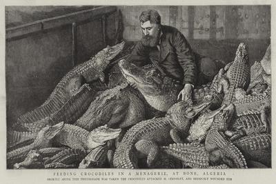 https://imgc.allpostersimages.com/img/posters/feeding-crocodiles-in-a-menagerie-at-bone-algeria_u-L-Q1OK3860.jpg?artPerspective=n