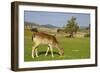 Feeding Deer-Incredi-Framed Giclee Print