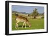 Feeding Deer-Incredi-Framed Giclee Print