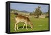 Feeding Deer-Incredi-Framed Stretched Canvas