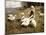 Feeding Geese, 1890-Alexander Koester-Mounted Giclee Print