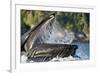 Feeding Humpback Whale, Alaska-Paul Souders-Framed Photographic Print