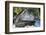 Feeding Humpback Whale, Alaska-Paul Souders-Framed Photographic Print