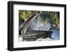 Feeding Humpback Whale, Alaska-Paul Souders-Framed Photographic Print