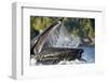 Feeding Humpback Whale, Alaska-Paul Souders-Framed Photographic Print