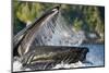 Feeding Humpback Whale, Alaska-Paul Souders-Mounted Photographic Print