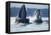 Feeding Humpback Whales, Alaska-Paul Souders-Framed Stretched Canvas