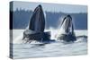 Feeding Humpback Whales, Alaska-Paul Souders-Stretched Canvas