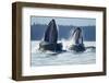 Feeding Humpback Whales, Alaska-Paul Souders-Framed Photographic Print