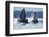 Feeding Humpback Whales, Alaska-Paul Souders-Framed Photographic Print