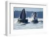 Feeding Humpback Whales, Alaska-Paul Souders-Framed Photographic Print