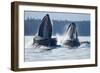 Feeding Humpback Whales, Alaska-Paul Souders-Framed Photographic Print