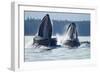 Feeding Humpback Whales, Alaska-Paul Souders-Framed Photographic Print