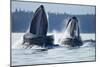 Feeding Humpback Whales, Alaska-Paul Souders-Mounted Photographic Print