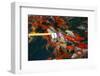 Feeding Koi Fish with Milk Bottle-geargodz-Framed Photographic Print