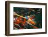 Feeding Koi Fish with Milk Bottle-geargodz-Framed Photographic Print