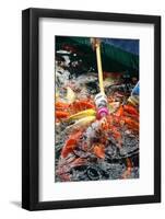 Feeding Koi Fish with Milk Bottle-geargodz-Framed Photographic Print