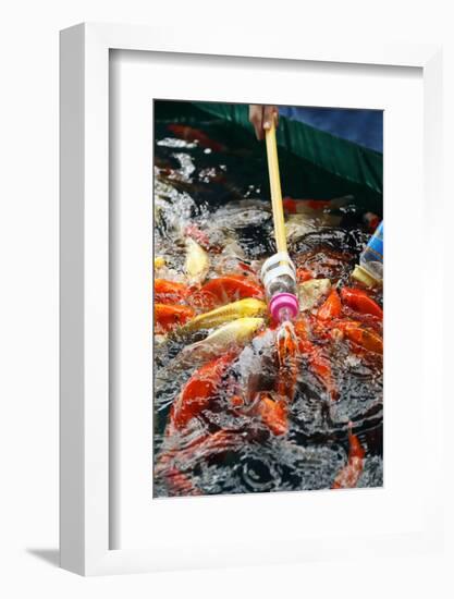 Feeding Koi Fish with Milk Bottle-geargodz-Framed Photographic Print