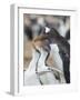 Feeding of chick. Gentoo penguin on the Falkland Islands.-Martin Zwick-Framed Photographic Print