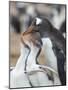 Feeding of chick. Gentoo penguin on the Falkland Islands.-Martin Zwick-Mounted Photographic Print